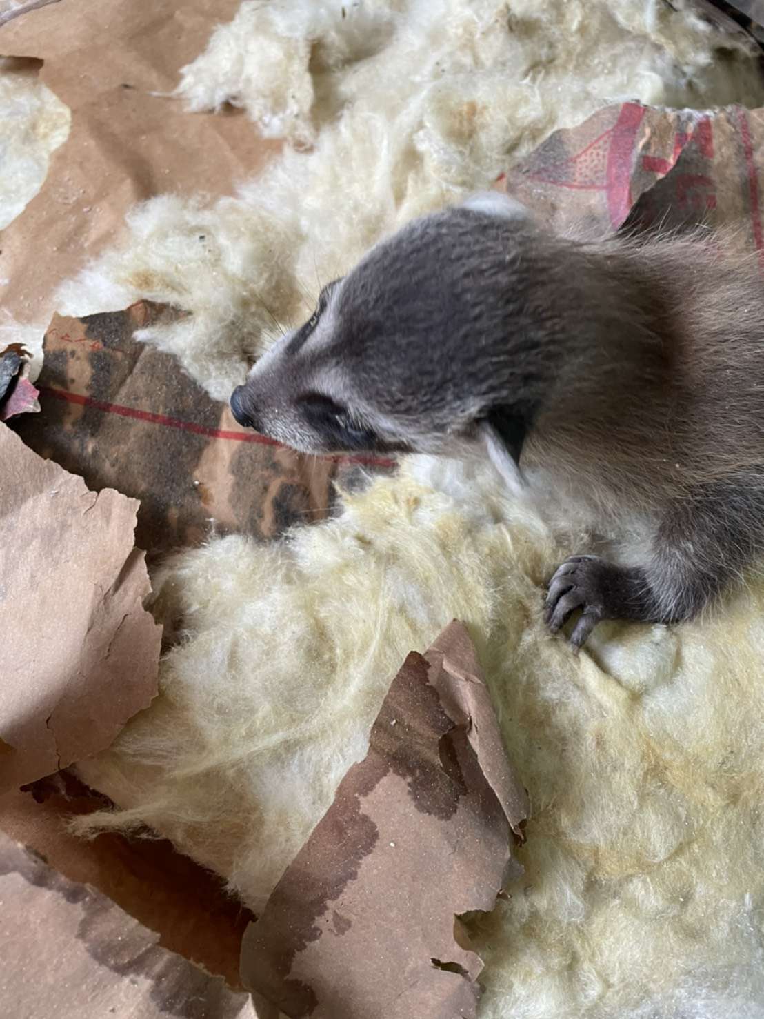 大阪でアライグマ駆除ならクジョーズにお任せ!
